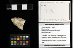 Foto (Objekt + Etiketten) von Pithonoton sp. 